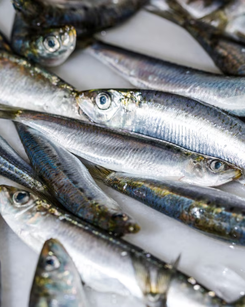 Wild-Caught Anchovy Oil (NovoOmega®)
